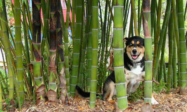 Nagyon vigyázz a bambusszal a kertben, mert ha nem figyelsz átveszi a hatalmat
