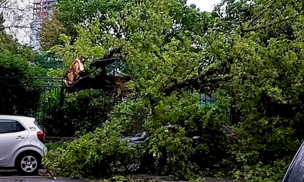 Autókra dőlt fák, leszakadt vezetékek, káosz – lecsapott a vihar Budapestre és környékére