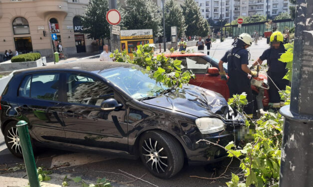 Kidőlt platánfa rongált meg több autót is Budapesten – Sokkoló képek a helyszínről