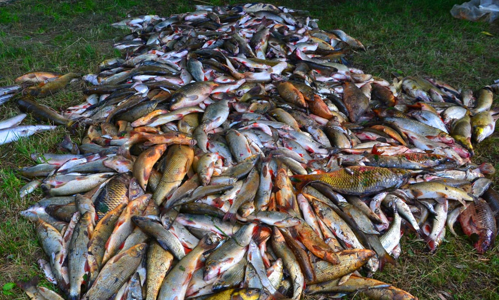 Ismét pusztulnak a halak a Velencei-tóban, sokba kerülhet a tó megmentése