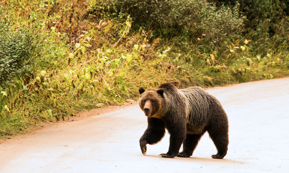 „Komótosan ballagott át a medve az úton Nagytarcsa felé” – mondta a férfi, aki közelről látta a brutálisan nagy vadállatot, közben máshol is medveriadót fújtak Budapest környékén