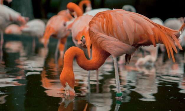 Alig nagyobbak, mint a naposcsibék: Flamingóbébik keltek ki a budapesti állatkertben – Fotón a cukiságok