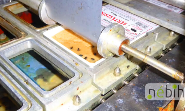 Undorító, romlott és kukacos élelmiszereket vitt óvodákba, iskolákba egy budapesti cég, valósággal mérgezni akarták a gyerekeket