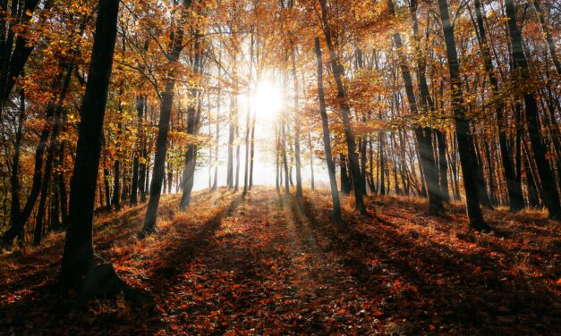 A bolondját járatja velünk ez az ősz: elképesztő időjárással robog tovább az október, ezt nem fogod elhinni