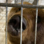 Veresegyházra hozták az olasz csendőrre támadó medvét, botrányt okozott az állat elszállítása