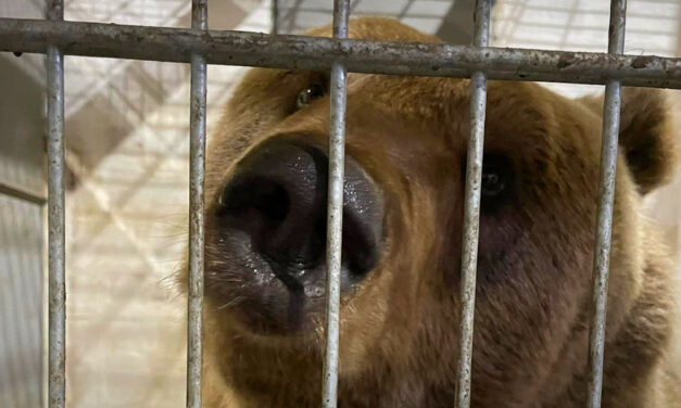 Veresegyházra hozták az olasz csendőrre támadó medvét, botrányt okozott az állat elszállítása