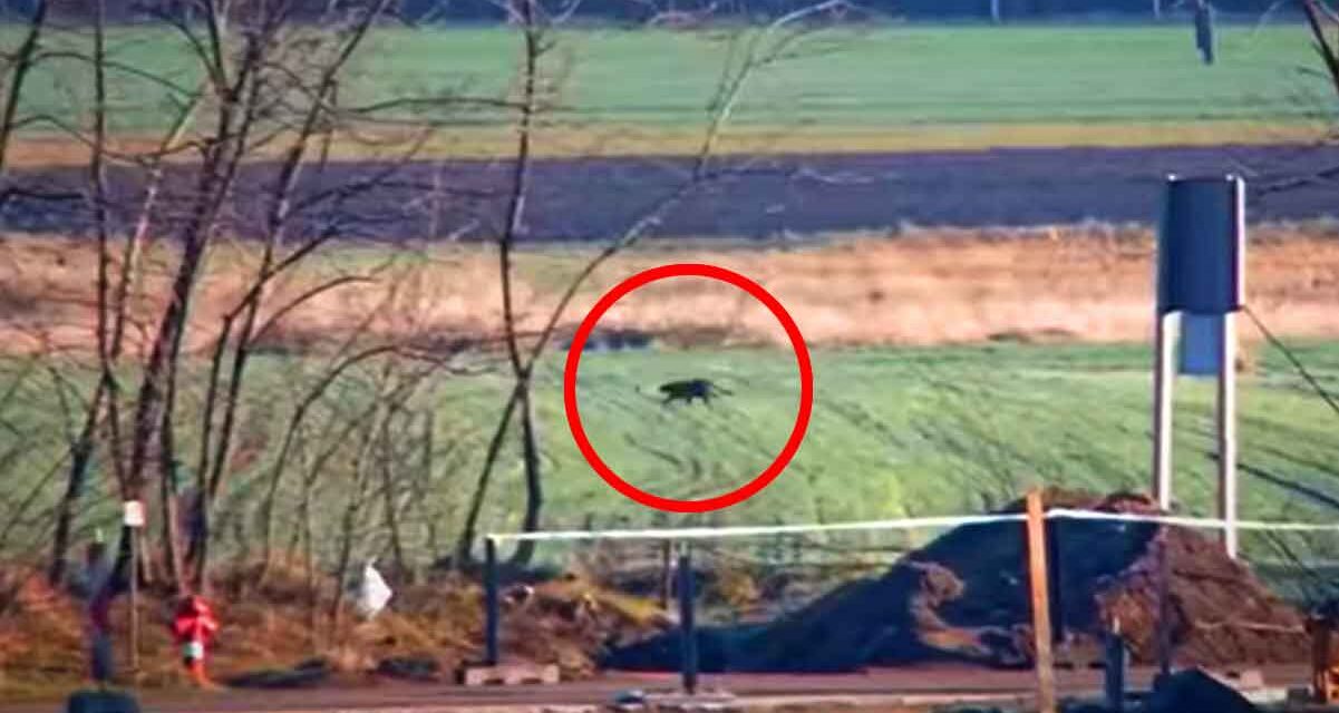 Valódi a felvétel! Már a rendőrség is fekete párducra figyelmeztet, bárhol felbukkanhat a titokzatos ragadozó