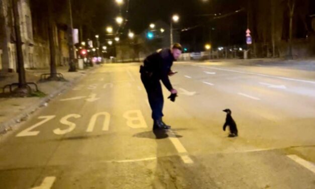 Meglépett egy pingvin az állatkertből, a Dózsa György úton fogták el a rendőrök