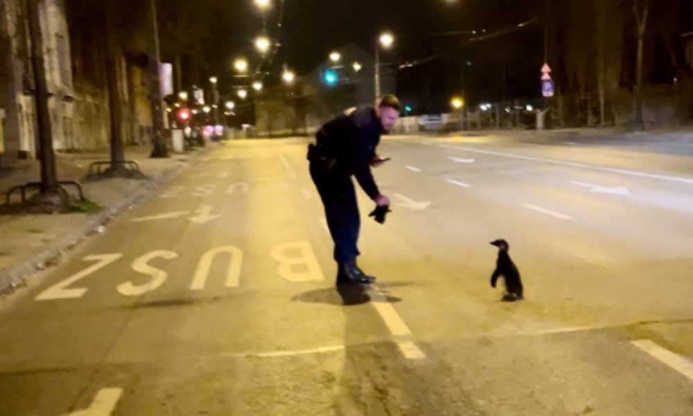 Meglépett egy pingvin az állatkertből, a Dózsa György úton fogták el a rendőrök
