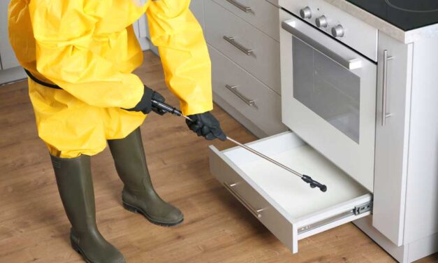 Kártevők a házban: 5 jól bevált módszer, ha magad irtanád őket