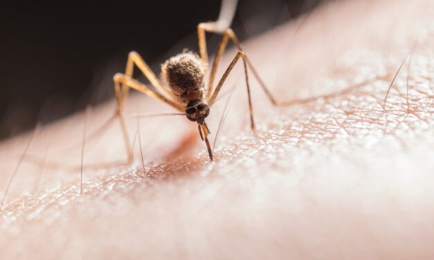 Itt a bejelentés: Indul az országos szúnyoggyérítési program – Mutatjuk, hol is és mikor irtják majd a vérszívókat