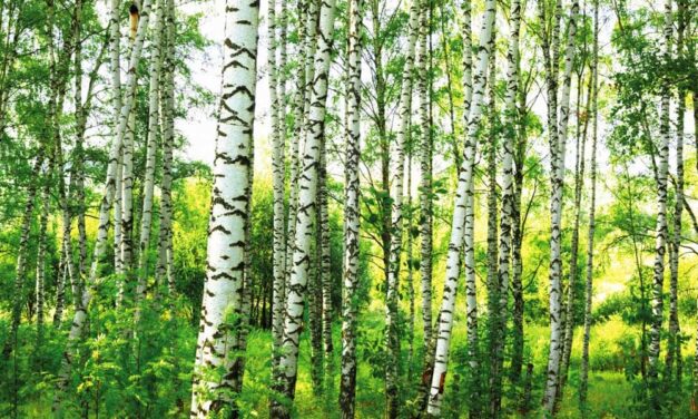 Ne vegyszereket lélegezzünk be, ha illatosítót használunk!