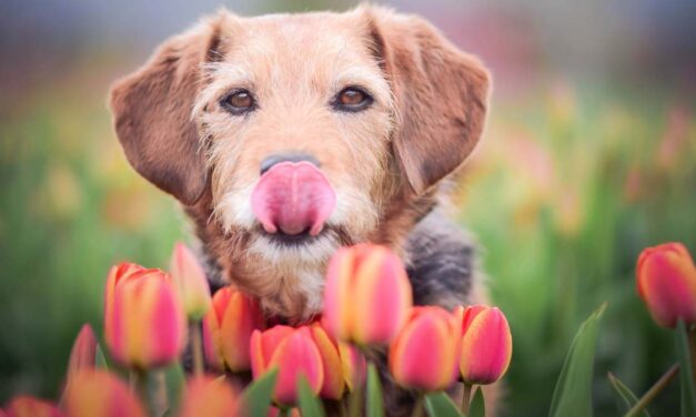 Tavaszi szüneti programok: tulipános kertek, Kresztergom Park, Veresegyházi Medveotthon, Tűzoltóskanzen, kisvasutak, tanösvények, Álmok álmodói, hadihajók, papírnyúl és sok más