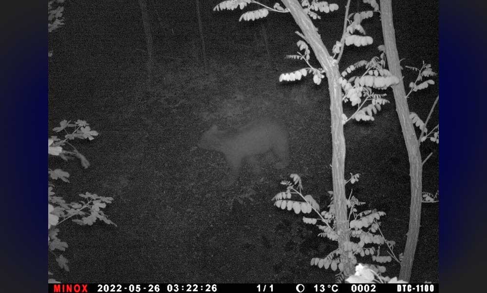 Itt a bizonyíték: Veszélyes barnamedvét fényképeztek le Budapesttől alig 25 km-re az erdőben, de hogyan ment át észrevétlenül az M3-as autópályán?