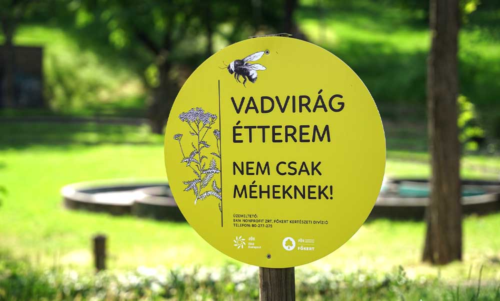 Amerikából jöttek megcsodálni a fővárosi méhlegelőket és a Vadvirágos Budapest programot