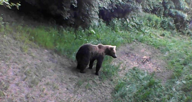 Megint feltűnt a kóborló medve: ezúttal Galgamácsa határában kapták lencsevégre – Fotó