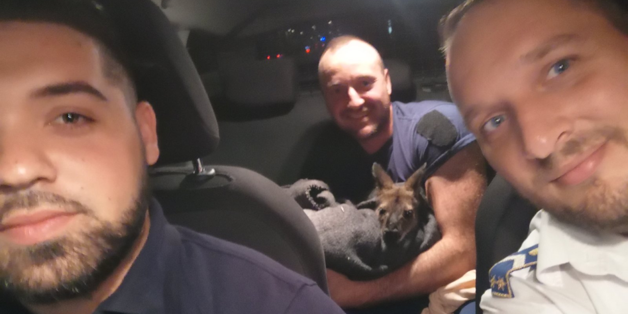 Ausztrál állatot fogtak Csepelen, a kengurut 6 kilométeren át üldözték a rendőrök