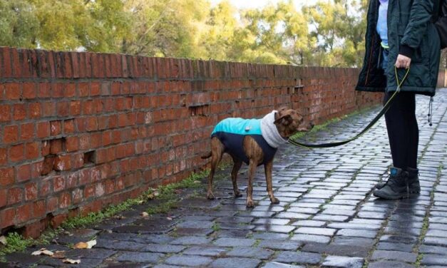 „Egyszer csak nekifutott és hopp…” – Újabb kutya ugrott le a budai vár faláról – Sokadik baleset, a gazdák nem tudnak mit tenni