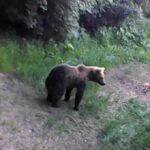 „Medve sétált át a kocsink előtt” – Újabb településen tűnt fel a medve Pest megyében, ezúttal Kismaros környékén látták