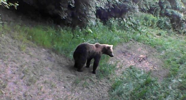 „Medve sétált át a kocsink előtt” – Újabb településen tűnt fel a medve Pest megyében, ezúttal Kismaros környékén látták
