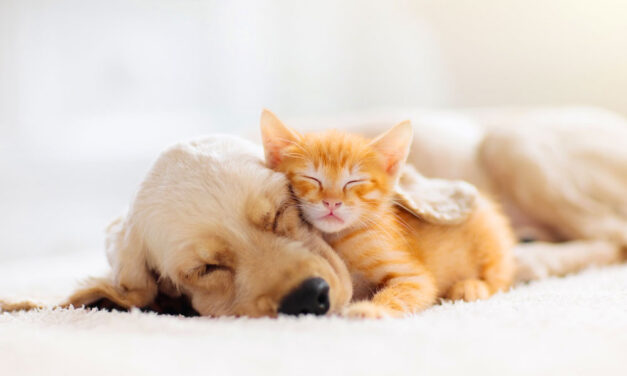 7 dolog, amit át kell gondolni, mielőtt magunkhoz veszünk egy kisállatot