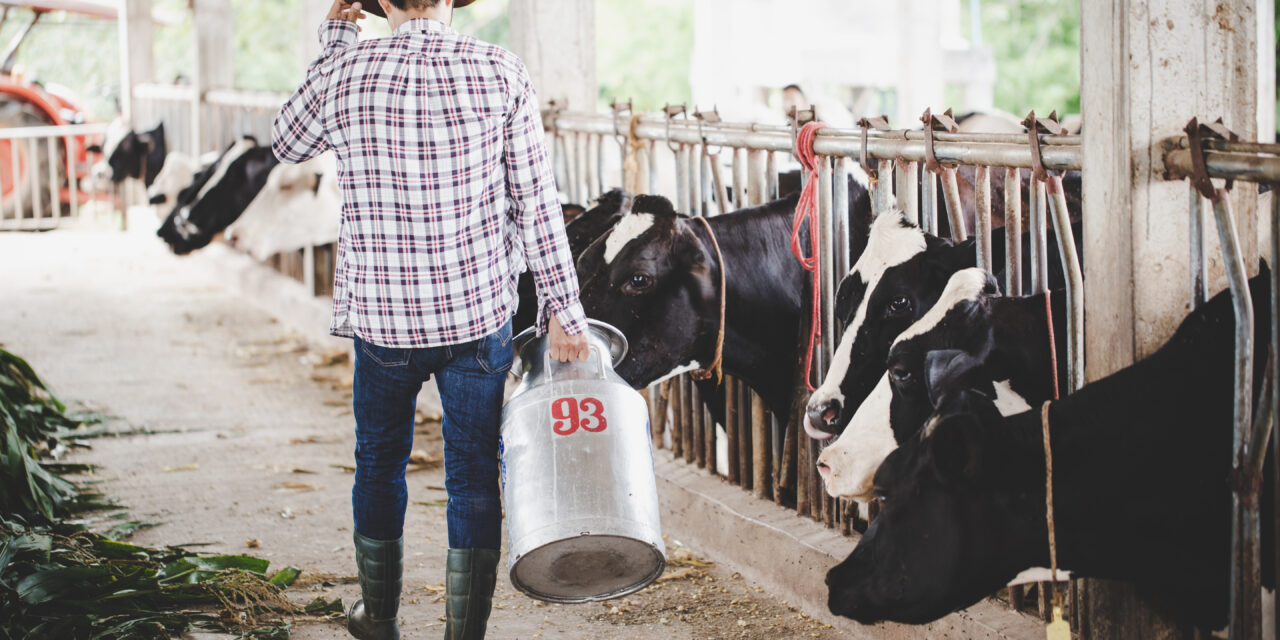 Nagy bajba kerütek a hazai tejtermelők: nem adnak elég tejet a tehenek, brutálisan elszaladhatnak az árak