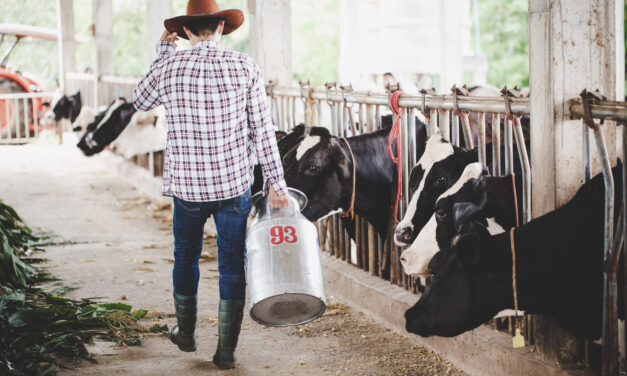 Nagy bajba kerütek a hazai tejtermelők: nem adnak elég tejet a tehenek, brutálisan elszaladhatnak az árak