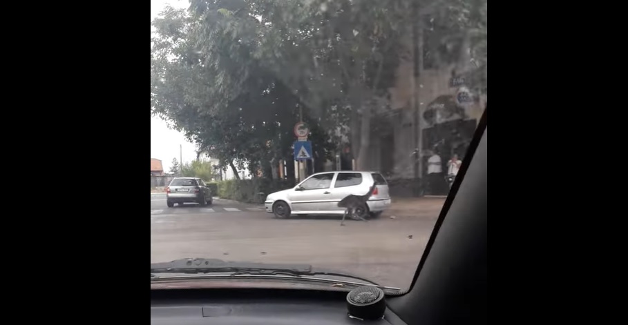 Elszabadult egy emu Nagykőrös belvárosában, az autók között rohangált a rémült állat – videó