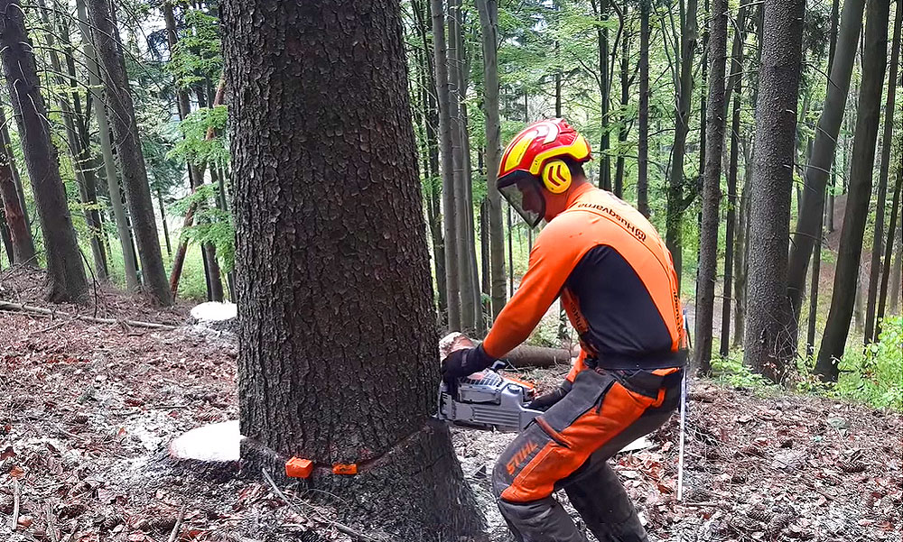 Indulhat a fakitermelés az ország erdőiben, az eddig védett területeken is lehet már tarvágást végezni