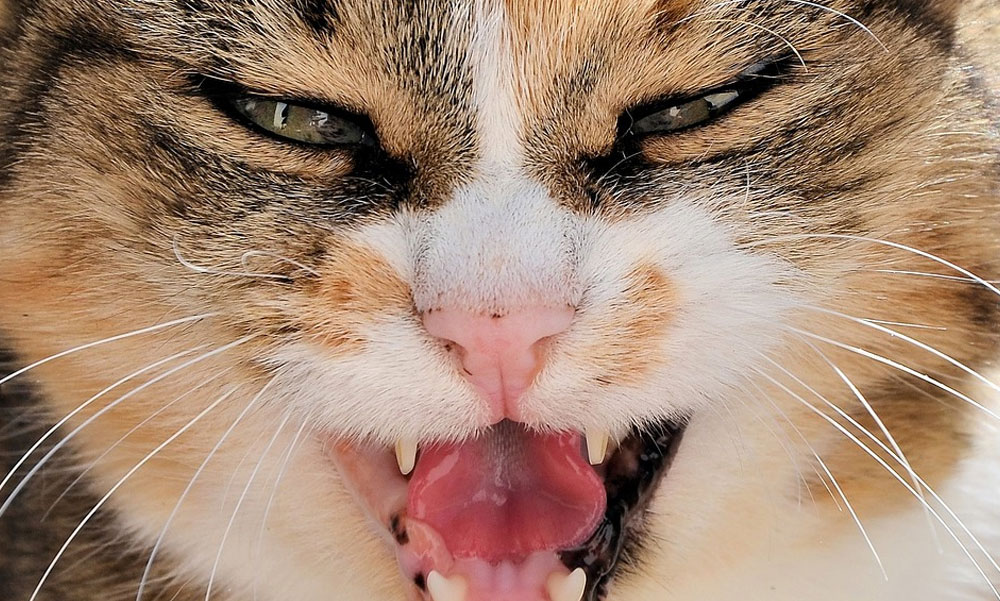 Hogyan ápoljuk a macskánk fogait ?