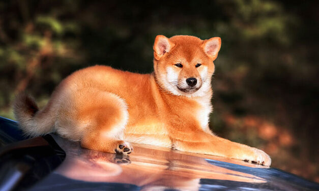 A független és céltudatos shiba inu