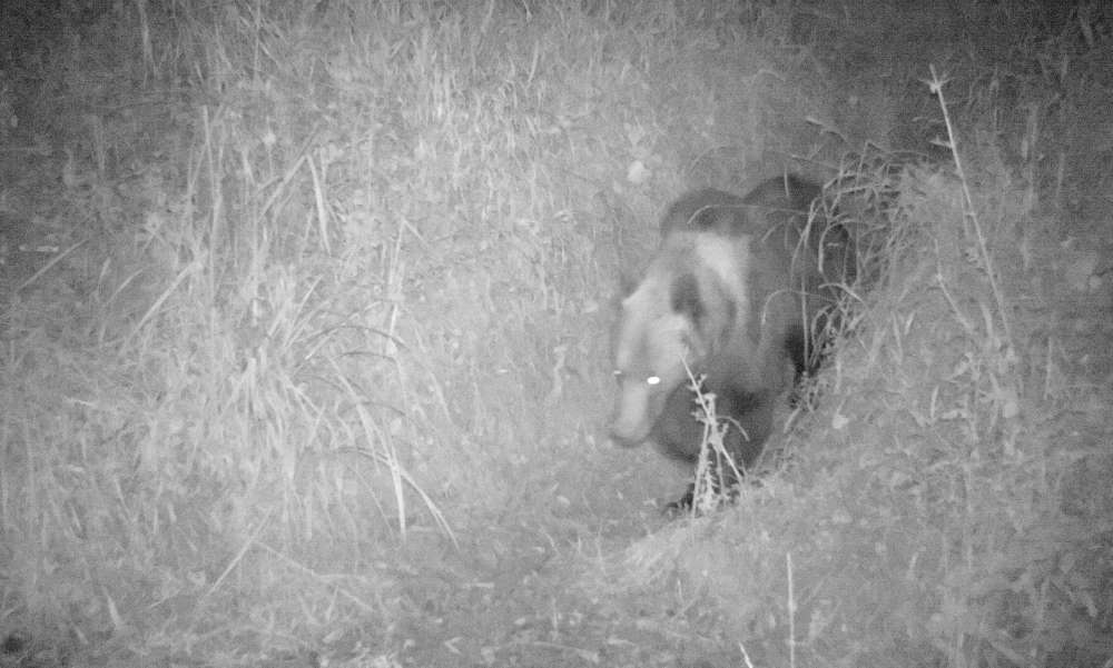Újból barnamedvét fotóztak, ezúttal a Bükkben tűnt fel