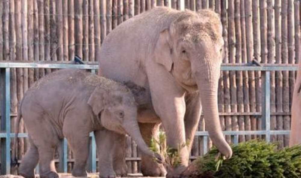 „A kiselefánt láthatóan jól reagál a kezelésre” – Herpesz miatt kezelik Samut, az állatkert húsz hónapos kiselefántját – 14 elefántot altattak el miatta