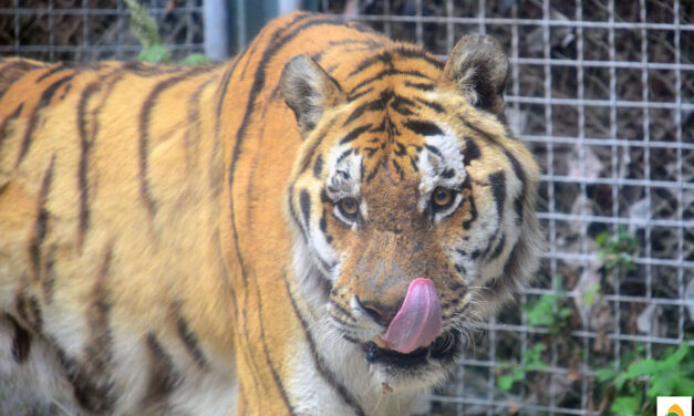 Több mint 50 év után teljesen megújult a leopárdok és tigrisek kifutója a fővárosi állatkertben