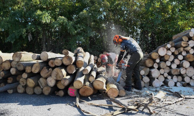 Faárus házalókra figyelmeztetnek Szentendrén és környékén – előleget kérnek és eltűnnek vagy rossz minőségű fát szállítanak