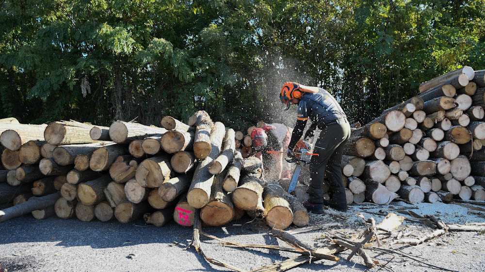 Faárus házalókra figyelmeztetnek Szentendrén és környékén – előleget kérnek és eltűnnek vagy rossz minőségű fát szállítanak