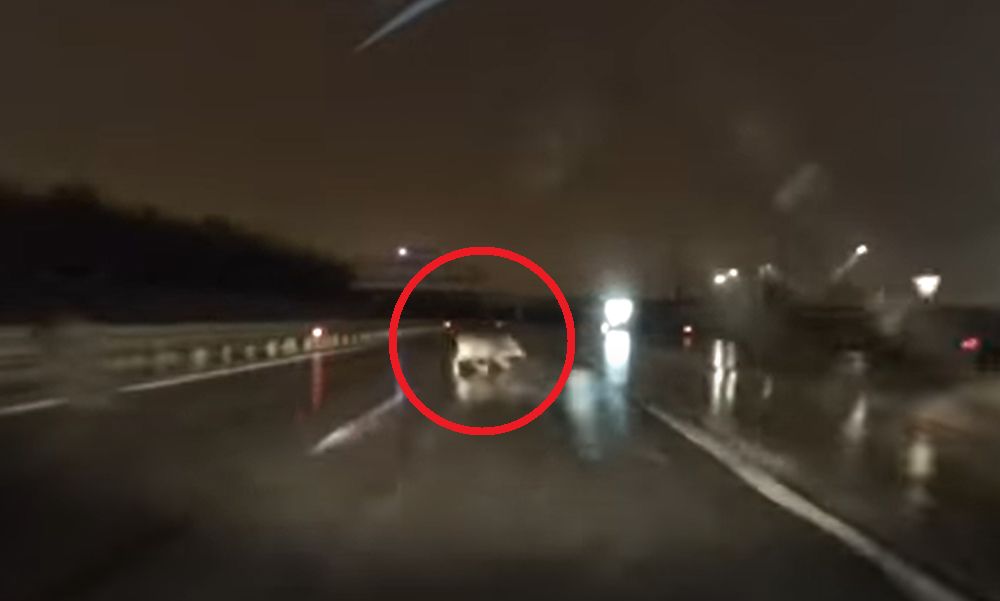 Egy vaddisznó bukkant fel éjjel az M0-son, egy autós éppen csak ki tudta kerülni – VIDEÓ