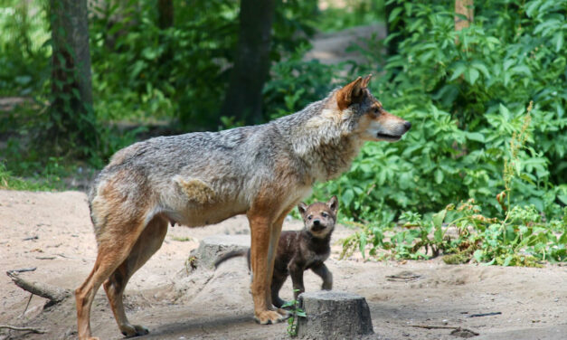 Félelmetes! Már Budapest közelében járhat egy Svájcból érkező farkas