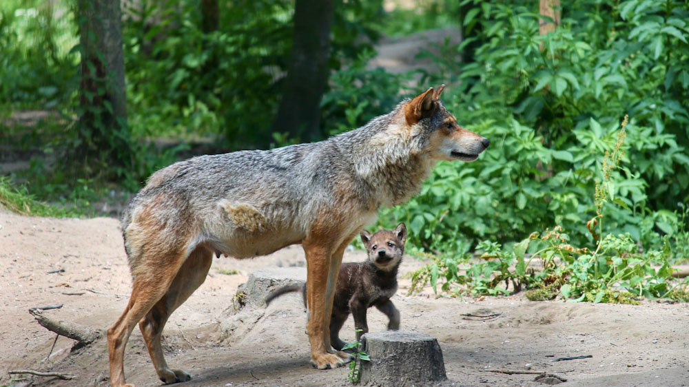 Félelmetes! Már Budapest közelében járhat egy Svájcból érkező farkas