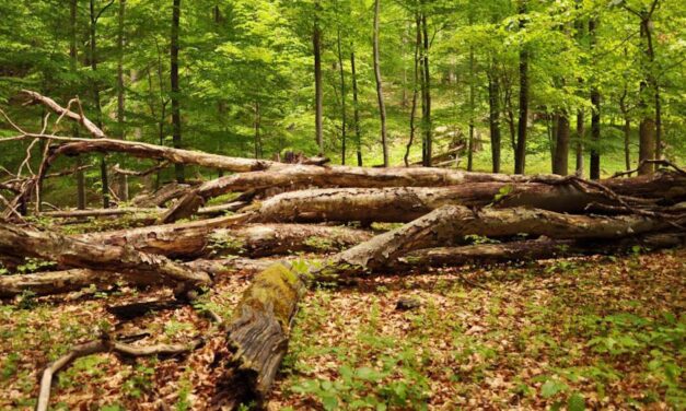 Egyre több elpusztult, kidőlt fát hagynak a budapesti parkokban – Nem hanyagság vagy pénzhiány az oka