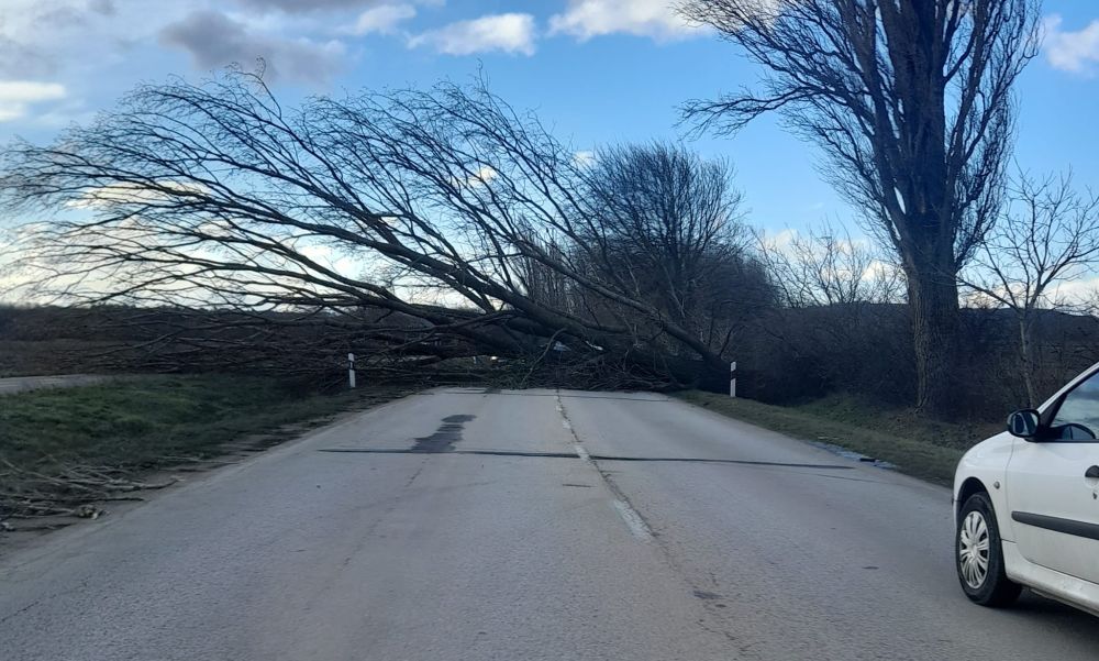 Lezárták a Normafát is a viharos erejű szél miatt, a Siófok felé vezető út járhatatlanná vált egy kidőlt fa következtében