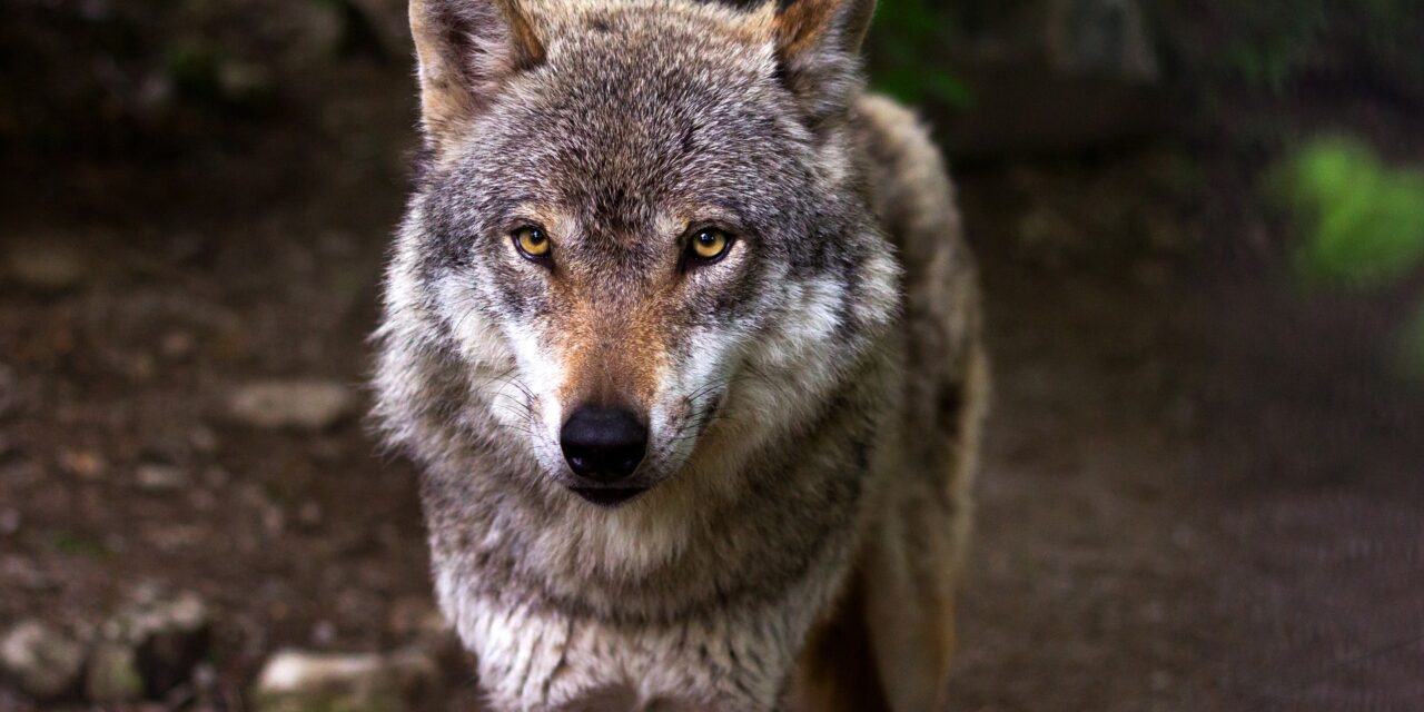 Vigyázat! Újra Budapest környékén tűnt fel a Svájcból elkóborolt farkas – Most itt látták!