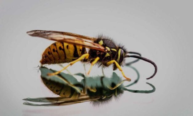 A darazsak által okozott problémák és veszélyek