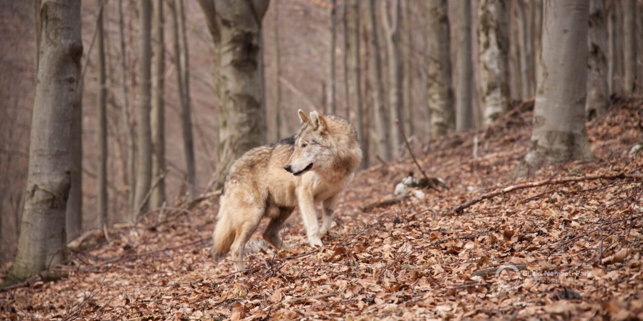 Tragikus véget ért a világrekorder farkas élete – a hírek szerint egy vadász végzett vele Borsodban