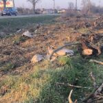 Felháborodtak a helyiek – Válogatás nélkül vágják a fákat a pesti agglomeráció fontos útja mentén, megtörte a csendet a munkát végző E-ON Hungária