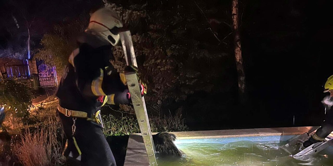 Kerti medencébe esett egy vaddisznó Budakeszin, a helyi önkéntes tűzoltók próbálták megmenteni