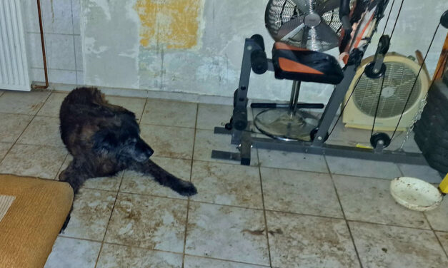 Döbbenetes körülmények közt tartottak egy haldokló, rákos kutyát az újbudai pincében, állatvédők mentették ki