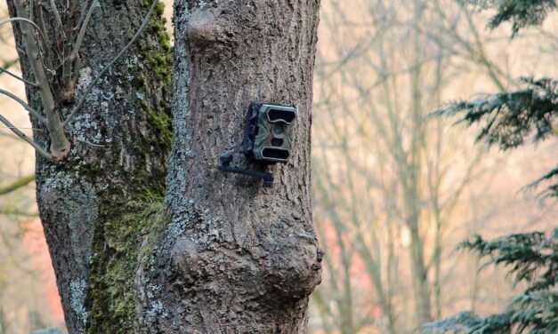 A vadmegfigyelő kamera előnyei