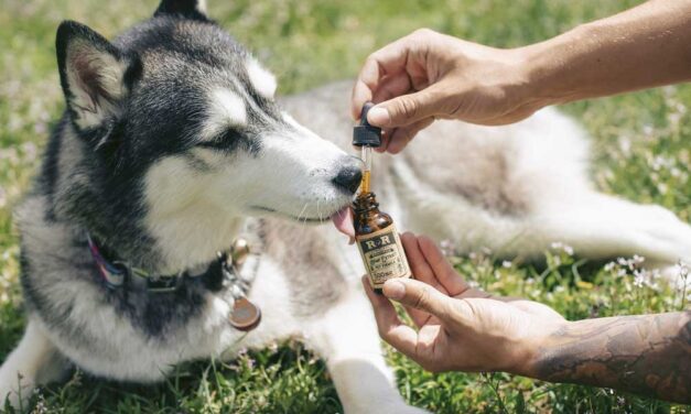 Segítsen kutyáján ízületi gyulladás esetén CBD olajjal!