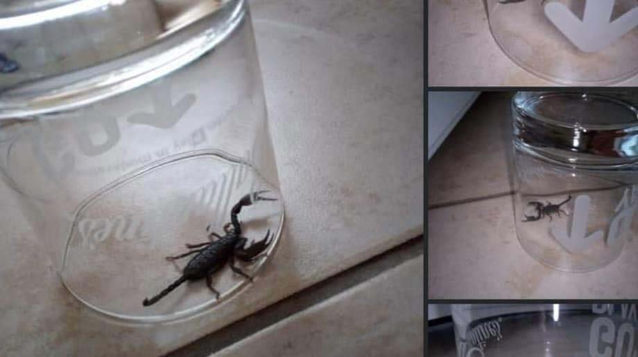 Sokkoló meglepetés – skorpiót talált egy nő a Pesti úton vásárolt akciós eperben